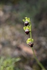 Ophrys bilunulata 16-04-23 002