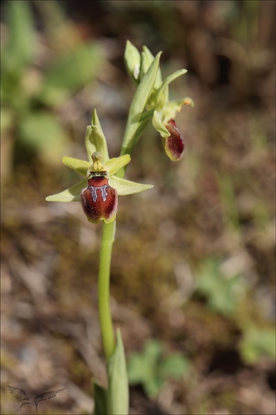 Ophrys incubacea x passionnis_15-04-23_017.jpg