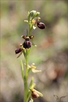 Ophrys passionnis 14-04-23 003
