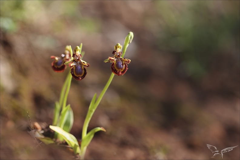 Ophrys speculum 16-04-23 011