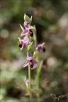 Ophrys scolopax 16-04-23 005