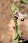 Ophrys picta 14-04-23 002