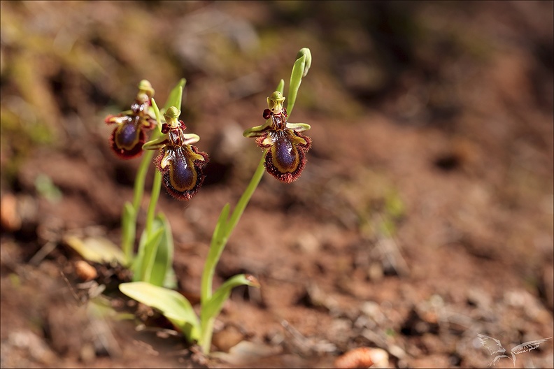 Ophrys speculum 16-04-23 014
