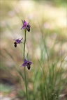 Ophrys scolopax 16-04-23 009