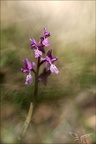 Orchis olbiensis 16-04-23 002