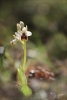 Ophrys tenthredinifera sub 16-04-23 006