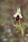 Ophrys splendida 15-04-23 028