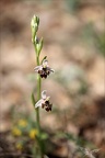 Ophrys vetula 14-04-23 002