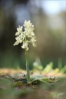 Orchis provincialis 16-04-23 009