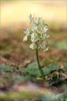 Orchis provincialis 16-04-23 005