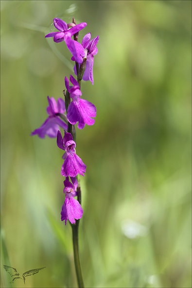 Anacamptis palustris 23-06-14 013