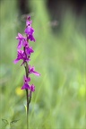 Anacamptis palustris 23-06-14 020