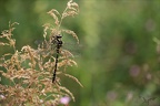 Cordulegaster boltonii 21-06-23 005