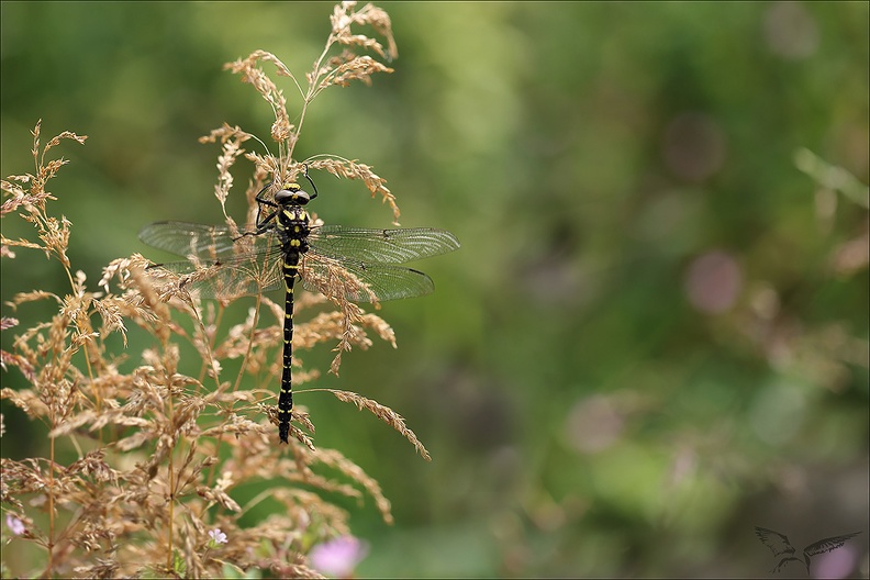 Cordulegaster boltonii_21-06-23_007.jpg