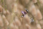 Demi-deuil 23-06-12 004