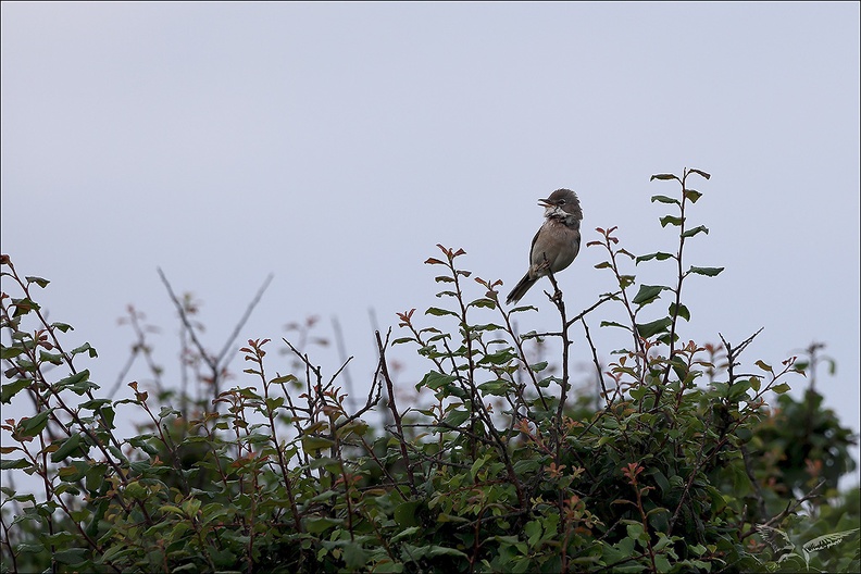 Fauvette grisette 23-06-16 003