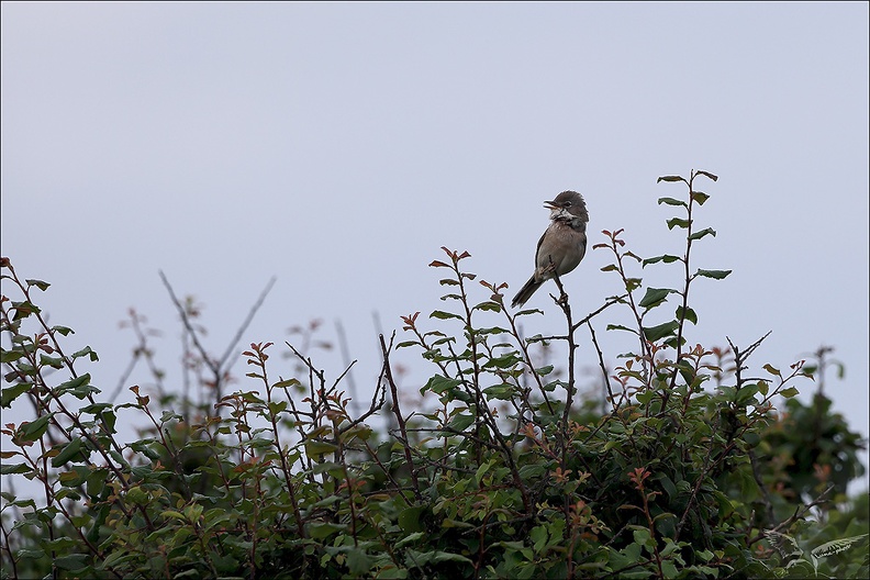 Fauvette grisette 23-06-16 003