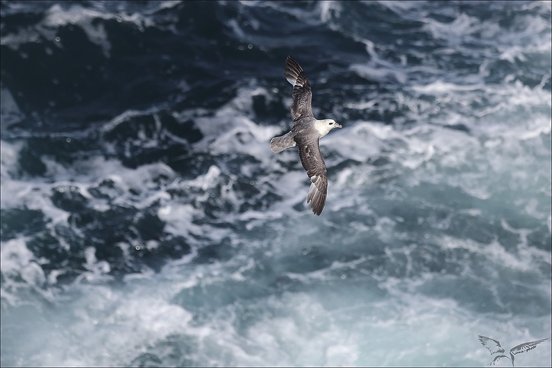 Fulmar boréal en vol 29-06-23 012