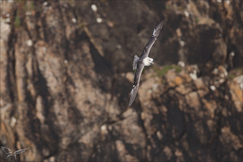 Fulmar boréal en vol_29-06-23_008.jpg