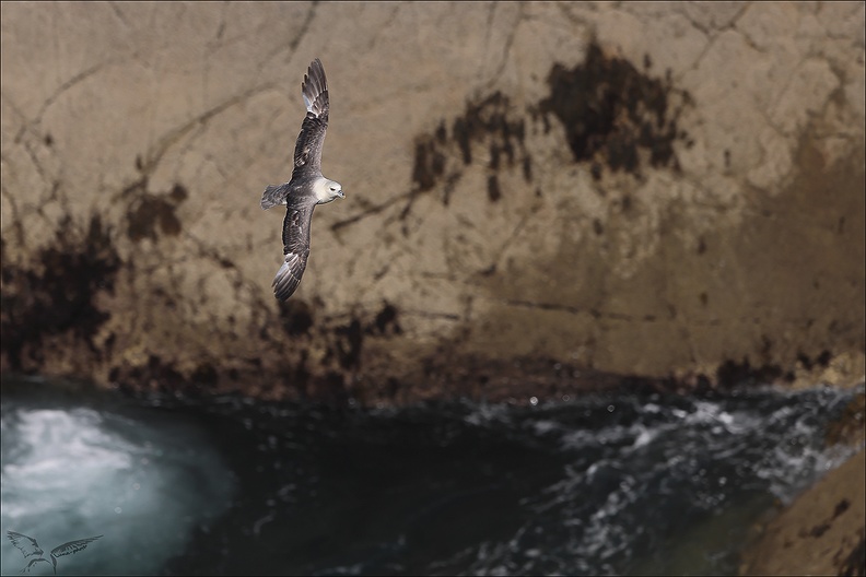 Fulmar boréal en vol_29-06-23_004.jpg