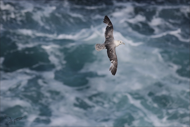 Fulmar boréal en vol 29-06-23 006