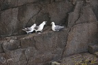 Fulmar boréal 23-06-20 015