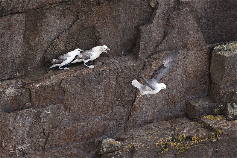 Fulmar boréal_23-06-20_021.jpg