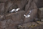 Fulmar boréal 23-06-20 021