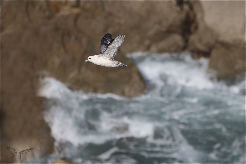 Fulmar boréal en vol_29-06-23_017.jpg