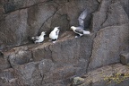 Fulmar boréal 23-06-20 007