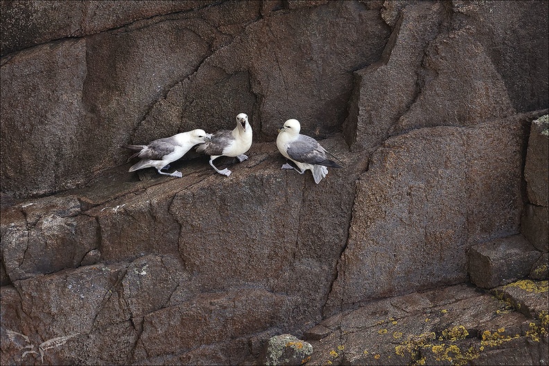 Fulmar boréal 23-06-20 019