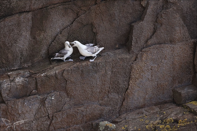 Fulmar boréal_23-06-20_023.jpg