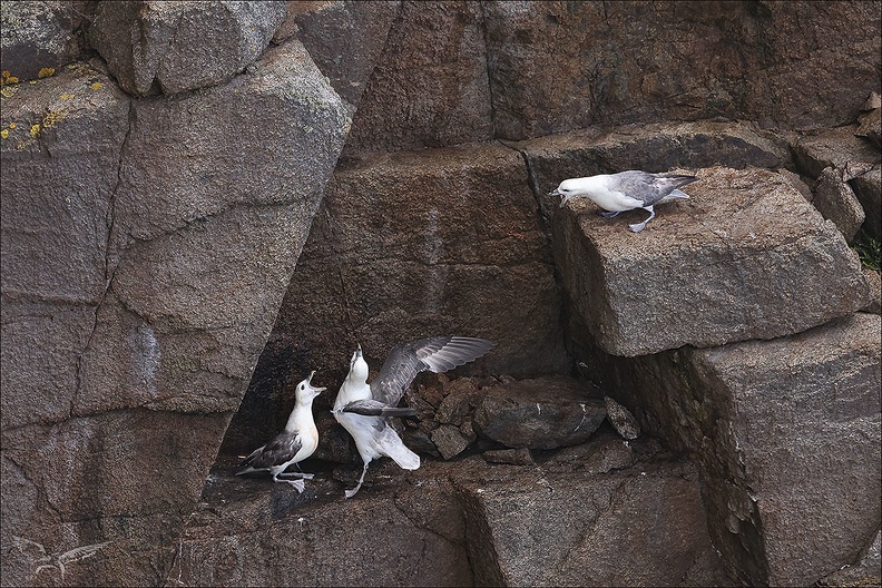 Fulmar boréal 23-06-20 033