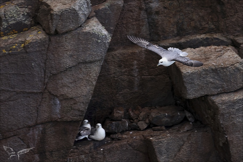 Fulmar boréal_23-06-20_025.jpg