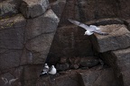 Fulmar boréal 23-06-20 025