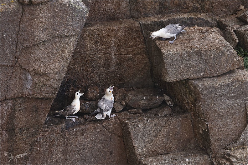 Fulmar boréal 23-06-20 034