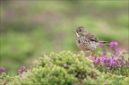 Pipit farlouse 23-06-19 022