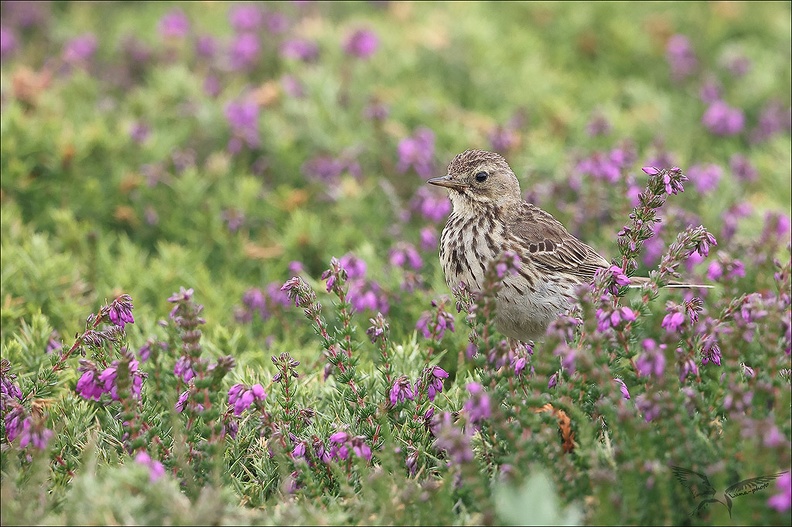 Pipit farlouse 23-06-19 025