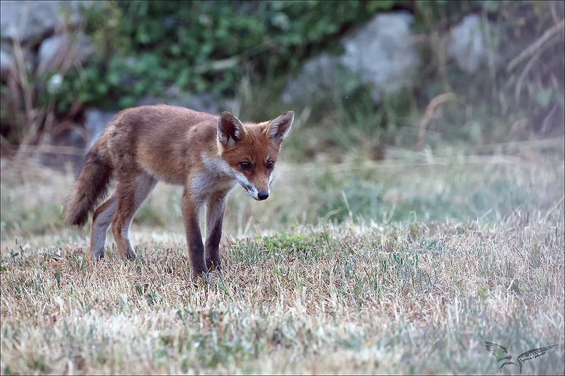 Renard roux_23-06-17_034.jpg