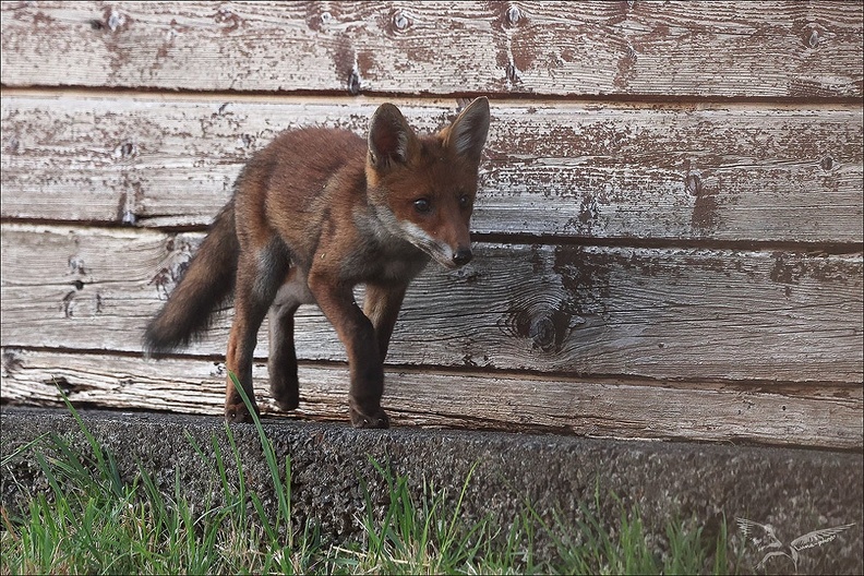 Renard roux_23-06-21_059.jpg