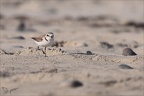 Gravelot à collier interrompu 23-06-22 017