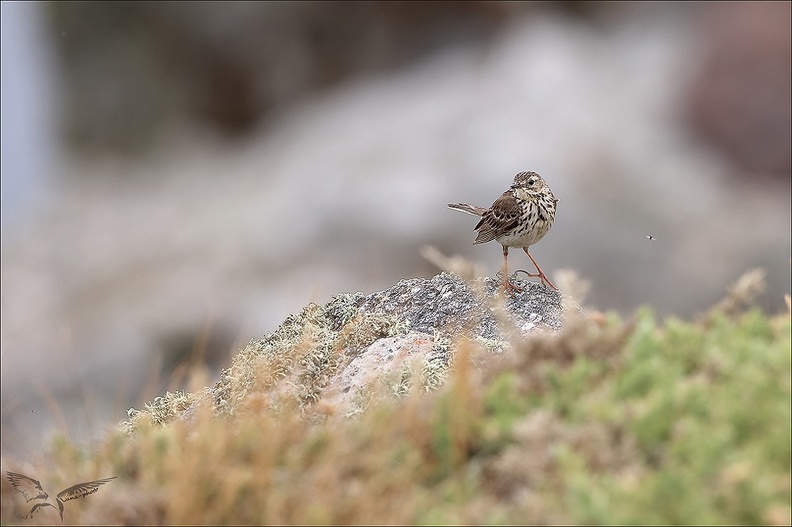 Pipit farlouse 23-06-18 004