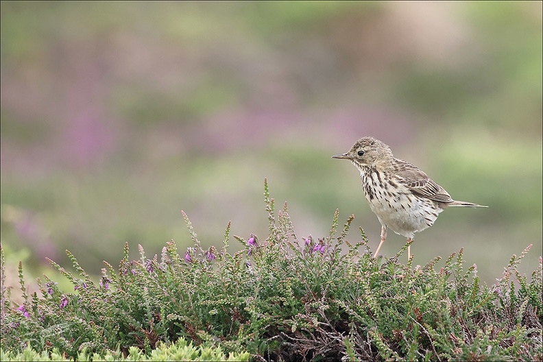 Pipit farlouse 23-06-19 012