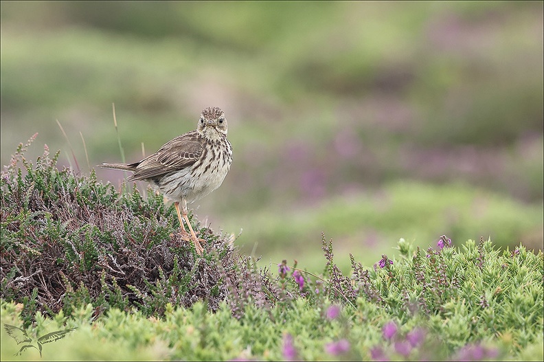 Pipit farlouse_23-06-19_021.jpg