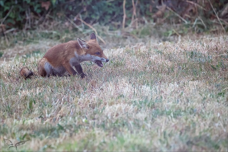 Renard roux_23-06-17_007.jpg