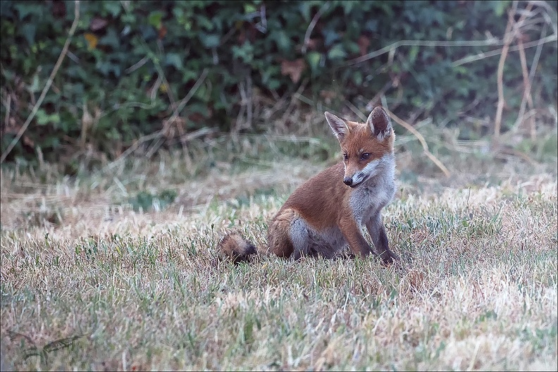 Renard roux_23-06-17_009+.jpg