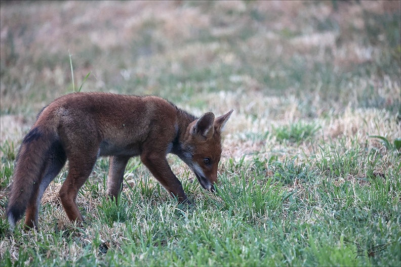 Renard roux_23-06-17_015.jpg