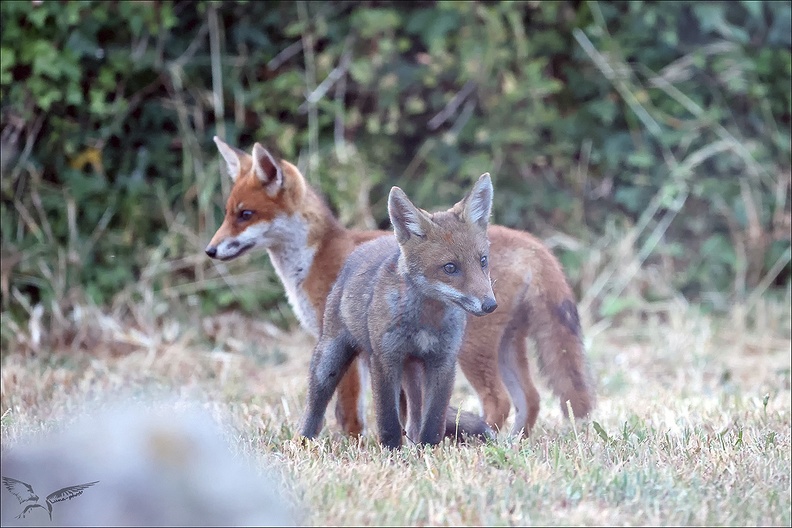 Renard roux_23-06-17_027.jpg