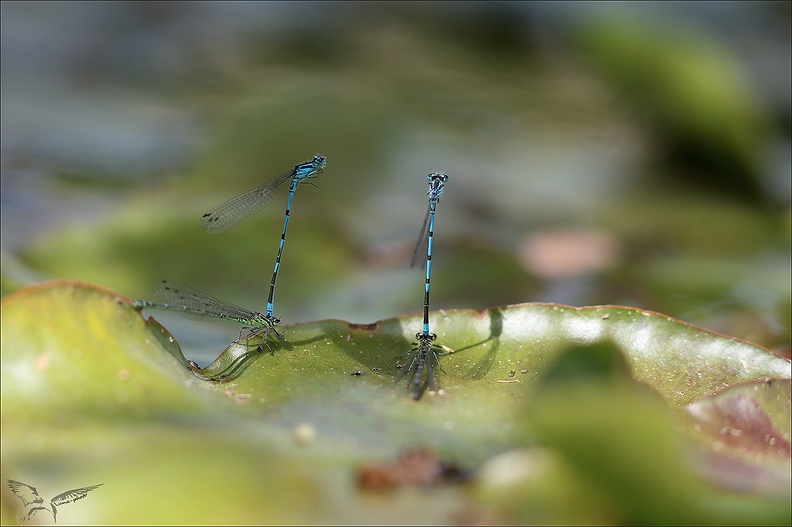 Agrion jouvencelle_12-06-23_007.jpg