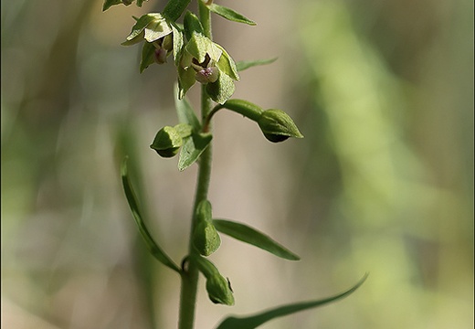 Epipactis rhodanensis 07-07-23 003 (668 visits) Epipactis rhodanensis 07-07-23 003